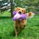 Product KONG Comfort Knots Belly Hippo Squeaker Plush Dog Toy