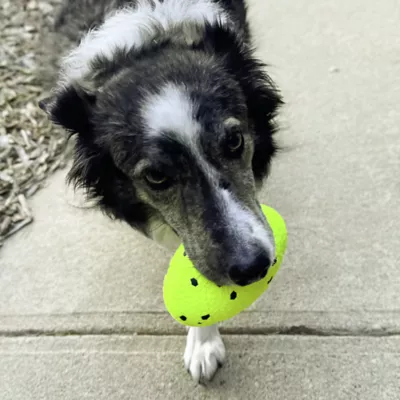 Product KONG Reflex Football Dog Toy