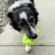 Product KONG Reflex Football Dog Toy