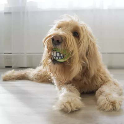 Product KONG Grinz Variety Ball Dog Toy 3-Pack