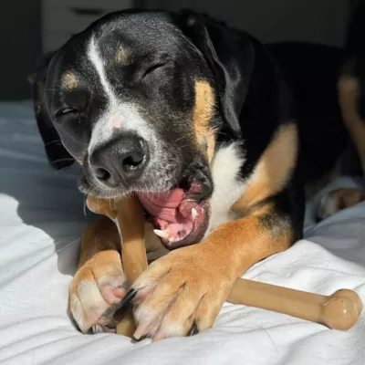 Product Nylabone Gourmet Style Chew Toy 2-Pack