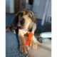 Product Nylabone Chill & Chew Puppy Freezer Bone Chew Dog Toy