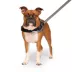 Canada Pooch Redirect Harness - Black image thumbnail 2