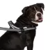 Canada Pooch Redirect Harness - Black image thumbnail 4