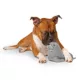 Product Canada Pooch Cooling Pal - Walrus