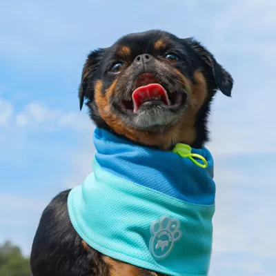 Product Canada Pooch Max Chill Cooling Snood for Dogs