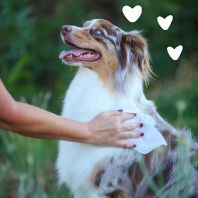 earthbath® Dog & Cat Hypo-Allergenic Grooming Wipes, Fragrance Free for Sensitive Skin, 10 Count - Image 3