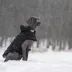 GF PET Elasto-Fit Cloud Parka - Black image thumbnail 8