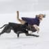 GF PET Elasto-Fit Cloud Parka - Black image thumbnail 9