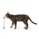 Product Whisker City® Suction Cup Treat-Dispensing Swatter