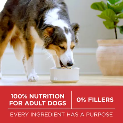 Product Purina ONE Dry Dog Food - Beef & Rice Formula, 6.8 kg