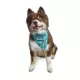 Product Hip Doggie Reversible Bandana