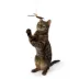 Whisker City® Interactive Feather Teaser Toy image thumbnail 3