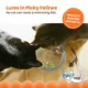 Product Catstages Meow-smerizing Fish Bowl with Electronic Fish for Bait, Cat Toy