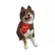 Product Hip Doggie Reversible Dog Bandana