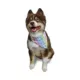 Product Hip Doggie Reversible Bandana
