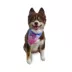 Hip Doggie Reversible Bandana image thumbnail 4