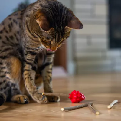 Product Catstages Dental Raspberry Teether with Silvervine Sticks Cat Toy