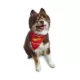 Product Hip Doggie Reversible Dog Bandana