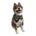 Hip Doggie Reversible Fetch Dog Bandana image thumbnail 4
