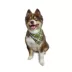 Hip Doggie Reversible Fetch Dog Bandana image thumbnail 5