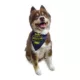 Product Hip Doggie Reversible Fetch Dog Bandana