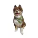 Product Hip Doggie Reversible Fetch Dog Bandana