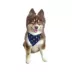 Hip Doggie Holiday Reversible Bandana image thumbnail 5