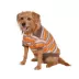 Max's Closet Retro Stripe Dog Polo image thumbnail 3