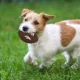 Product Denver Broncos Hard Nylon Football Dog Chew Toy