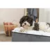 TRIXIE Harvey Velvety Indoor Condo, Foldable Hideaway, for Cats and Small Dogs, Gray image thumbnail 7
