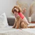 GF PET Elasto-Fit Color Block Puffer - Pink image thumbnail 5