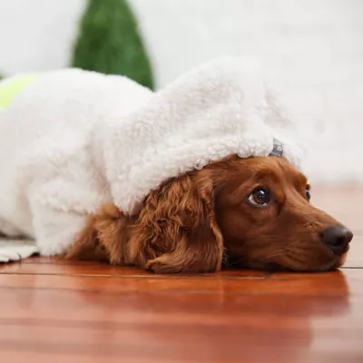 GF PET Cozy Hoodie - White - Image 2