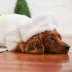 GF PET Cozy Hoodie - White image thumbnail 2