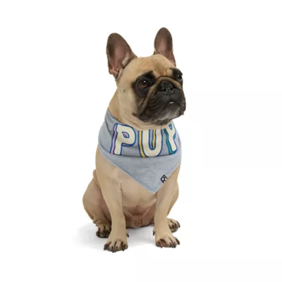 Product Hotel Doggy Birthday Theme "Birthday Pup" Dog Bandana - Grey
