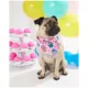 Product Hotel Doggy Birthday Theme Cupcake Dog Bandana - Pink