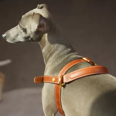 KANDOG Leather Handle Harness - Image 4