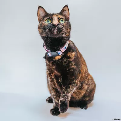 Product Sassy Meow Stitch Cat Collar