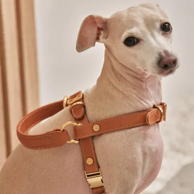 Product KANDOG Leather Handle Harness
