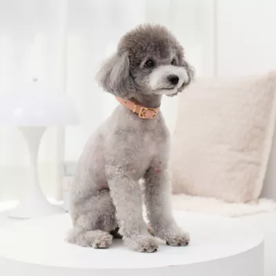 Product KANDOG Pastel Dog Collar