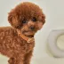 KANDOG Leather Collar image thumbnail 2