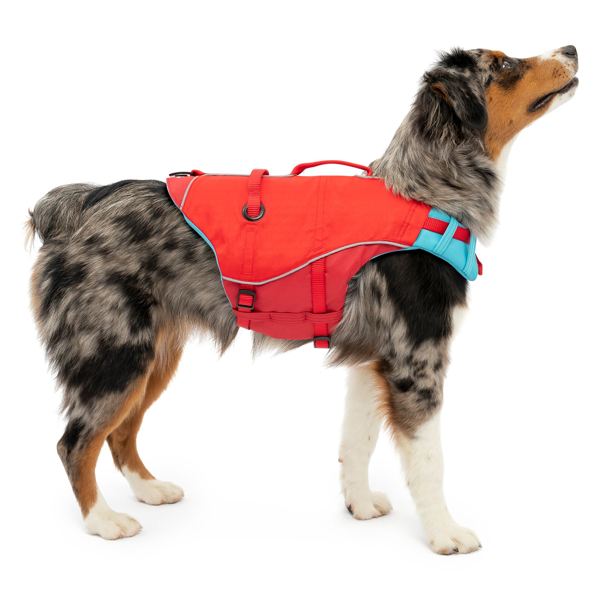 Flotation Device Dog Life Jacket Petsmart Cheap Dog Life Jackets