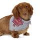 Product HOTEL DOGGY "Canada Day" Maple Leaf Jersey Bandana
