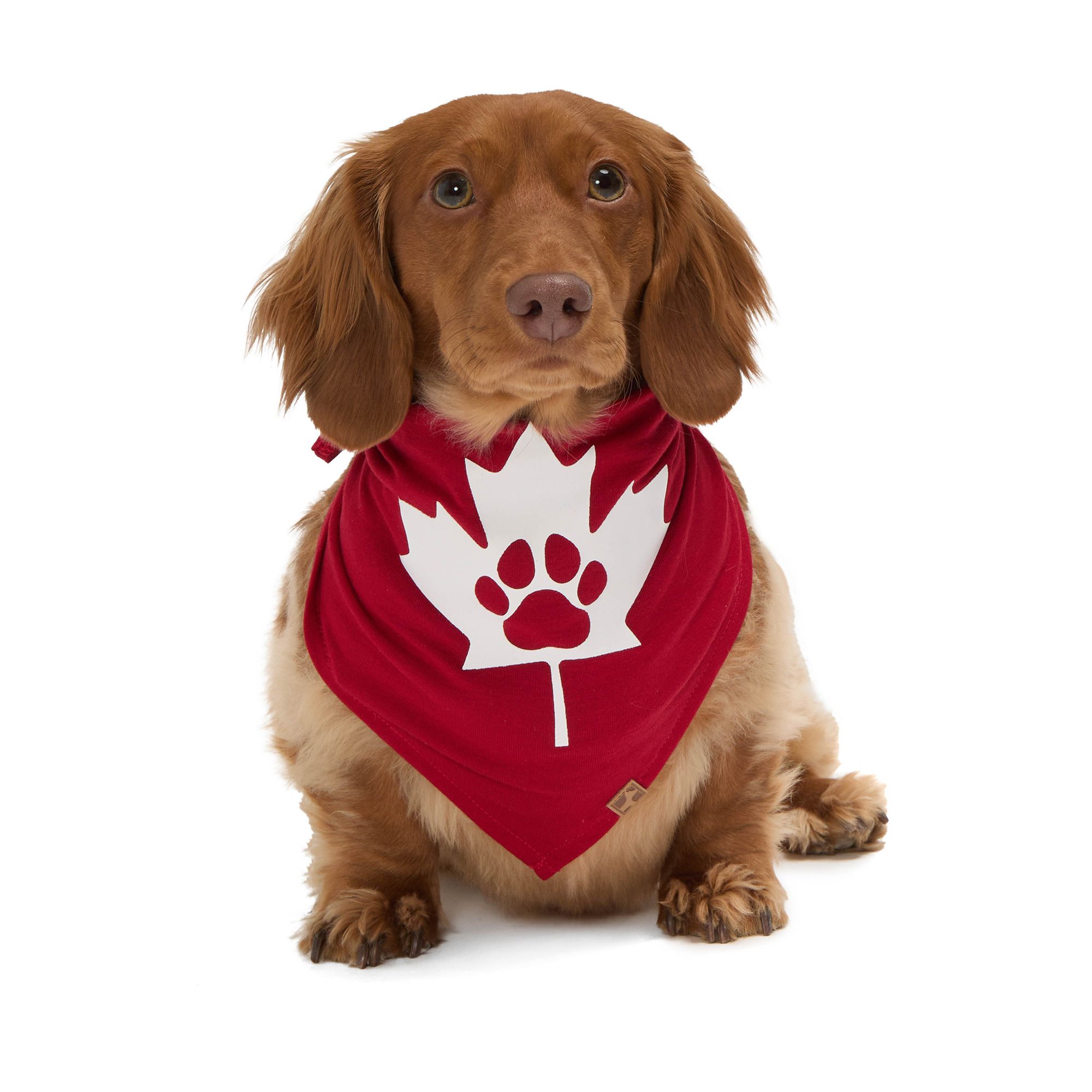dachshund wearing a red bandana with white maple leaf 