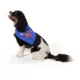 Product Top Paw® Pawty in the USA Dog Bandanas, 2 Count