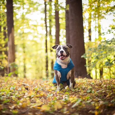 Product Kurgo® Loft Dog Jacket Coastal Blue Orange