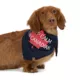 Product HOTEL DOGGY Canada Day "Keep Calm" Jersey Bandana