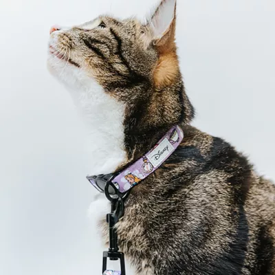 Product Sassy Meow Disney's Alice in Wonderland Cat Collar