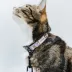 Sassy Meow Disney's Alice in Wonderland Cat Collar image thumbnail 5