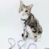 Sassy Meow Disney's Alice in Wonderland Cat Leash image thumbnail 4
